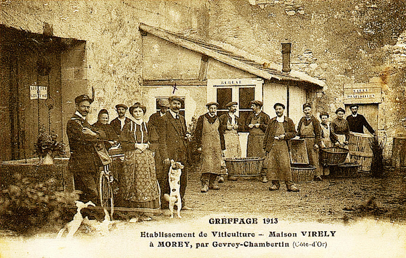 Carte postale ancienne Morey greffage en 1913