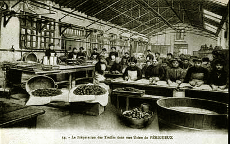 Carte postale ancienne Périgueux mise en conserve de la truffe