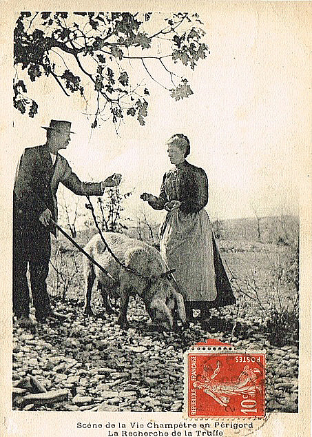 Carte postale ancienne Périgueux recherche de la truffe