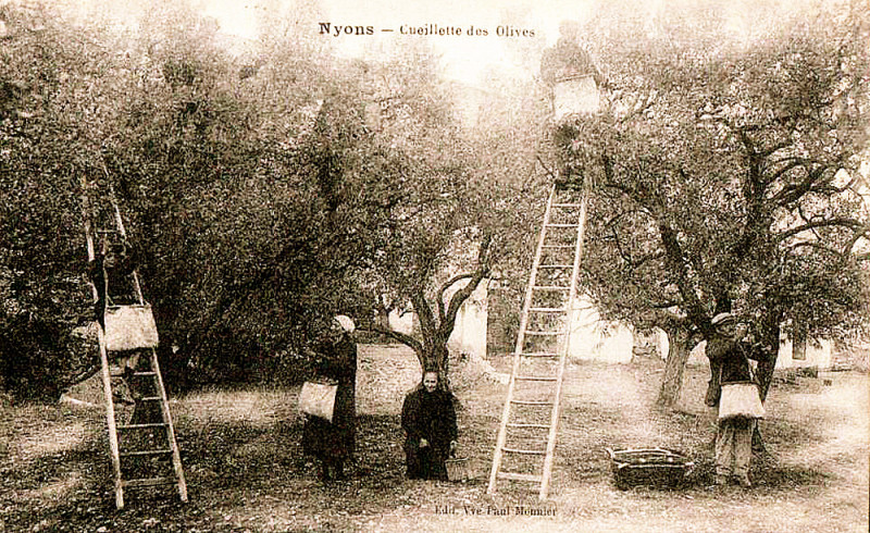 Carte postale ancienne Nyons olivade
