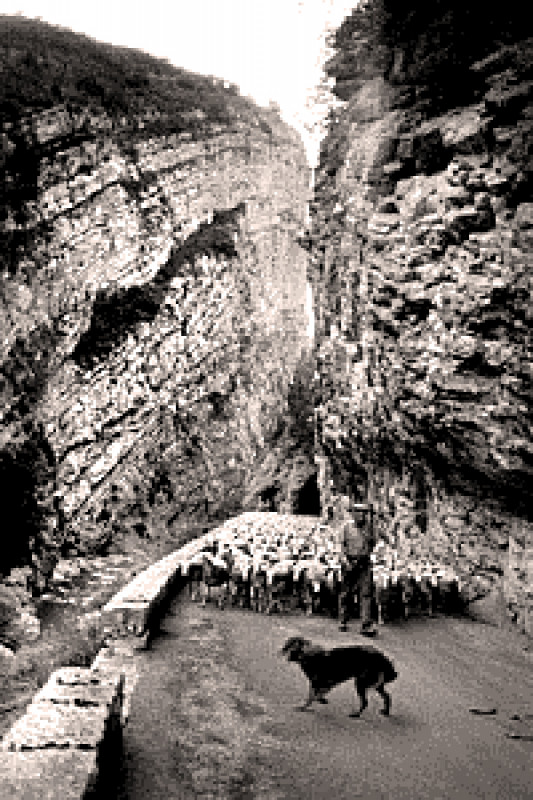 Carte postale ancienne Transhumance dans les gorges de Saint-May