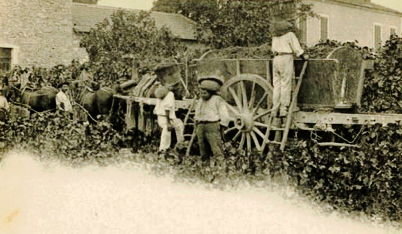 Carte postale ancienne Vendanges en Drôme provençale Porteurs de comportes