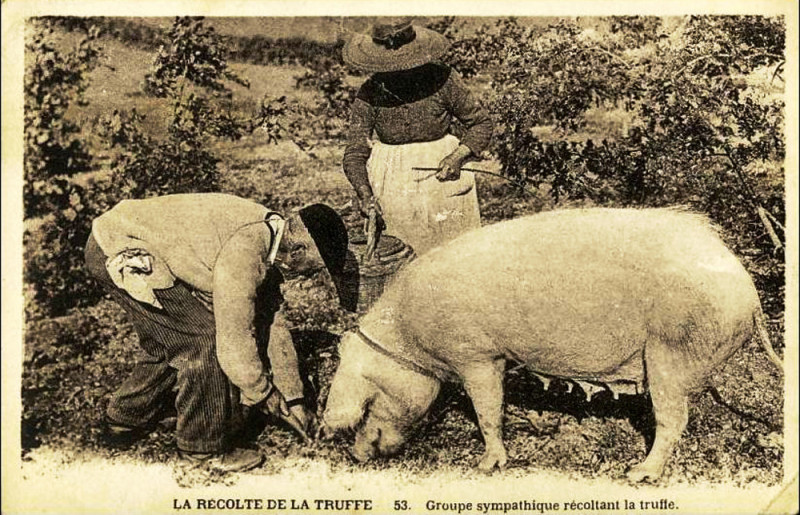Carte postale ancienne Caveurs de truffes dans le Gard