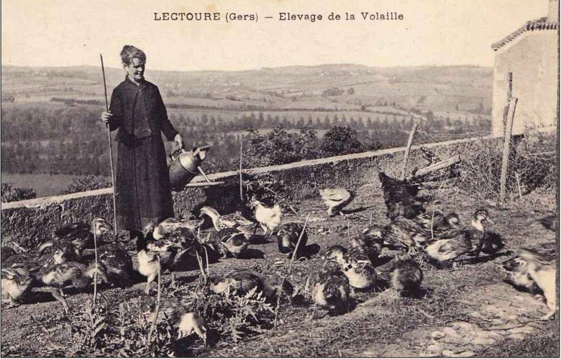 Carte postale ancienne Elevage des canards à Lectoure