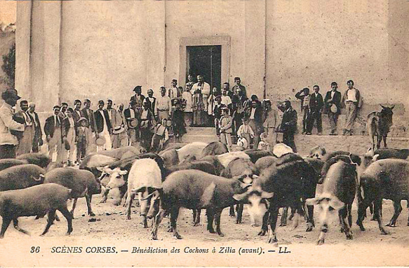 Carte postale ancienne Zilia Bénédiction des cochons