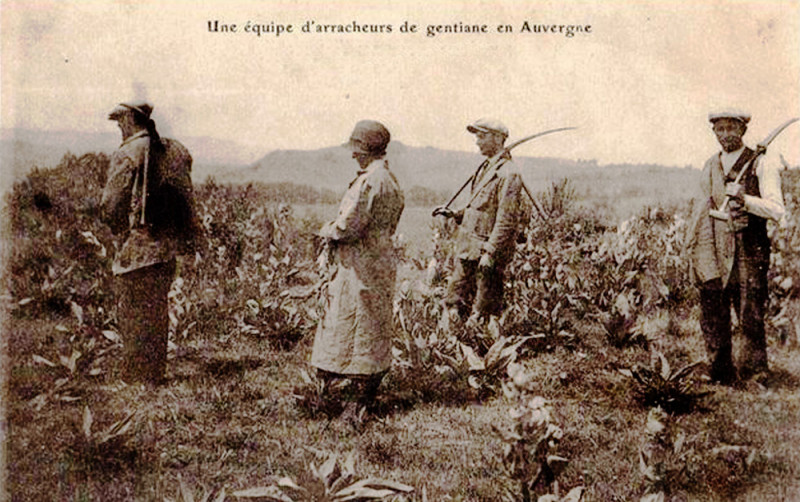 Carte postale ancienne Velay arracheurs de gentiane