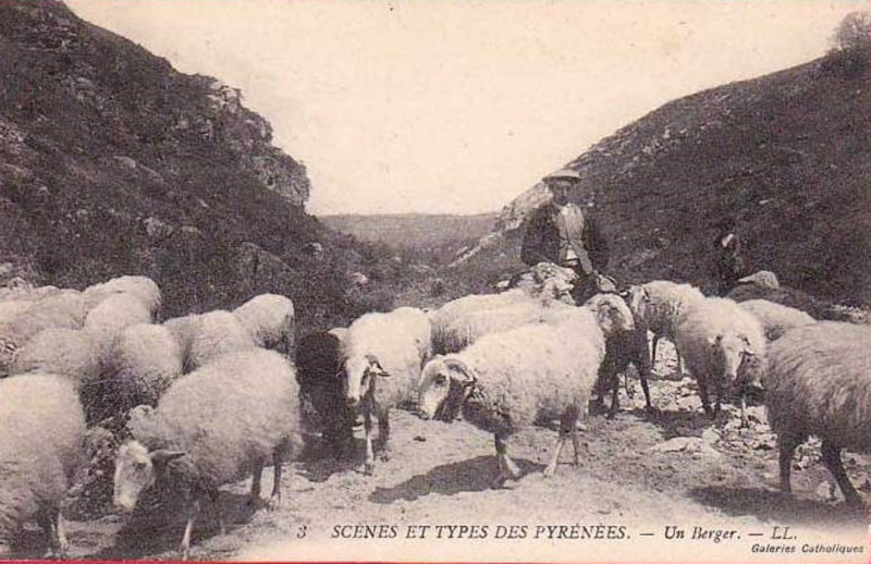Carte postale ancienne Pyrénnées transhumance par une draille