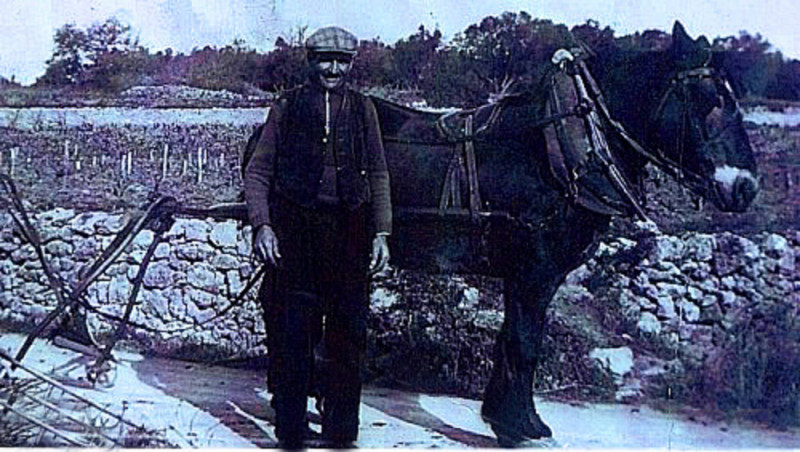 Carte postale ancienne Labour à cheval à Saint-Georges d'Orques 34
