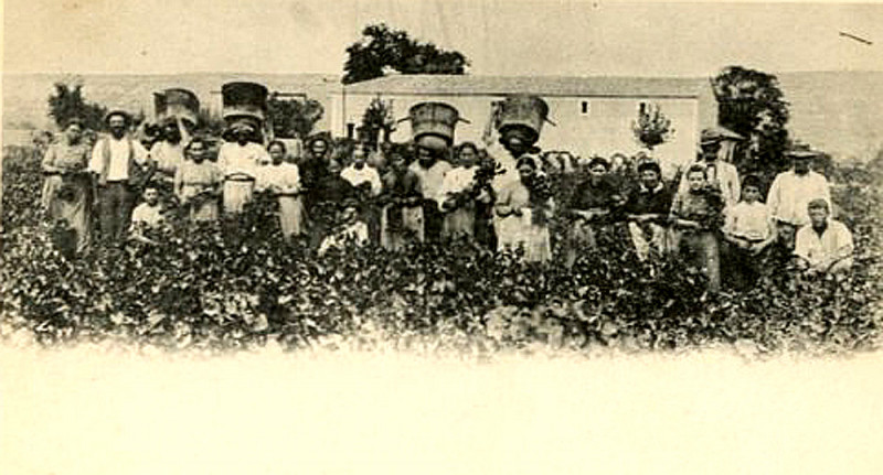 Carte postale ancienne Vendanges dans l'Hérault à la fin du XIXe s côtes-de-thongue