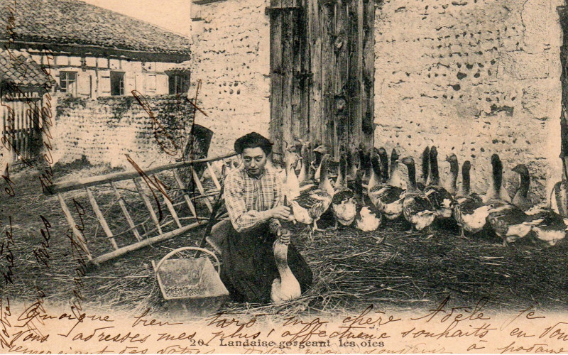 Carte postale ancienne Landes - Gavage des oies