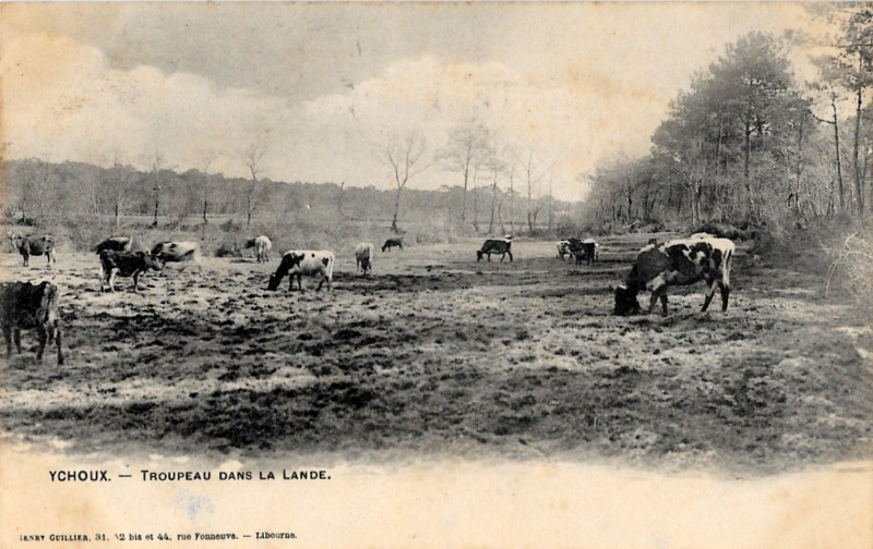 Carte postale ancienne Ychoux - Troupeau dans la Lande