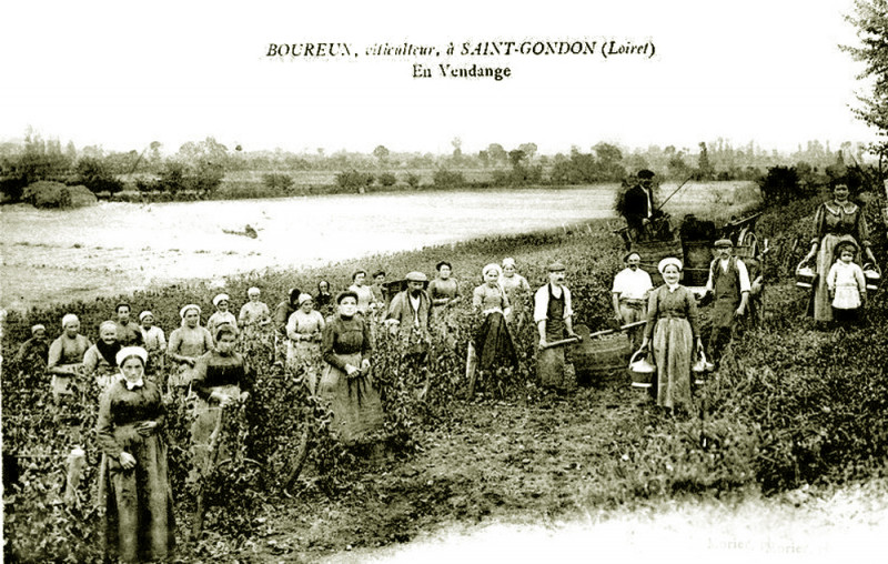 Carte postale ancienne Vendanges dans le Loiret