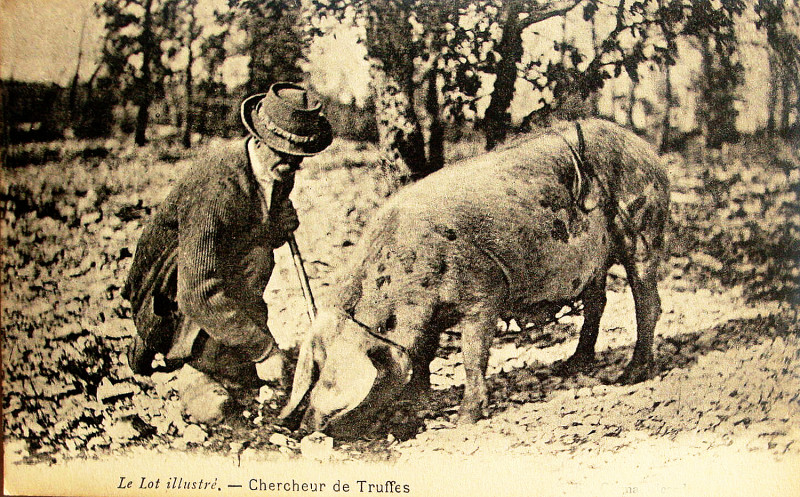 Carte postale ancienne Lot chercheur de truffes