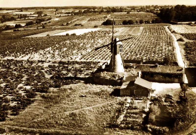 Carte postale ancienne Thouarcé Moulin et vignes vue aérienne