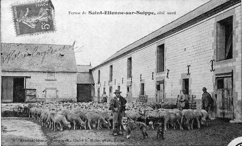 Carte postale ancienne Cp 07869 st Etienne sur SUippe sortie des moutons