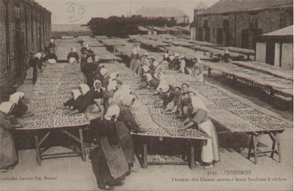 Carte postale ancienne Cp Quiberon séchage sardines