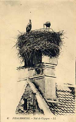 Carte postale ancienne Phalsbourg - nid de cigognes