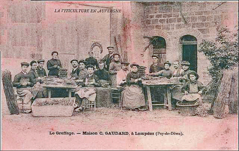Carte postale ancienne Greffage des plants de vigne à Lempdes