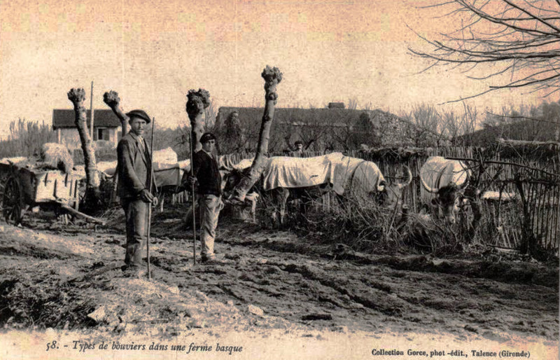 Carte postale ancienne Rhune Agropastoralisme Bouviers