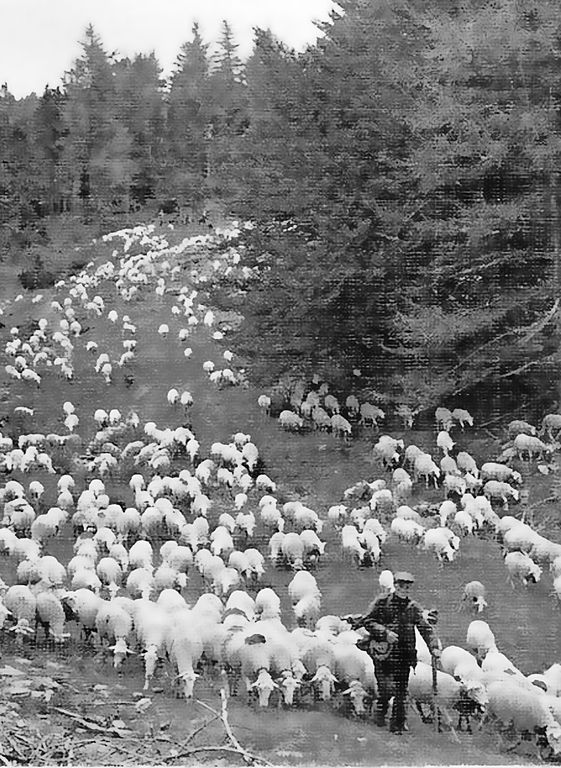 Carte postale ancienne Rhune Agropastoralisme transhumance 01