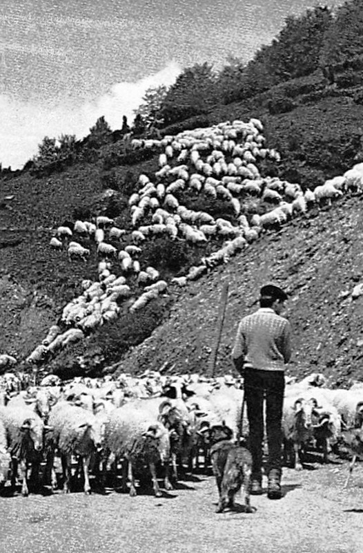 Carte postale ancienne Rhune Agropastoralisme transhumance 02