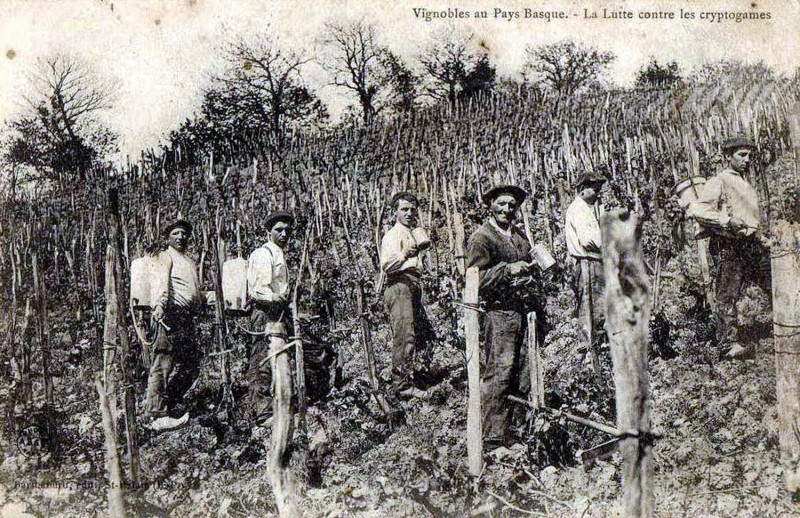Carte postale ancienne Vignobles du pays basque