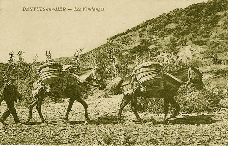 Carte postale ancienne Vendanges Banyuls 1920