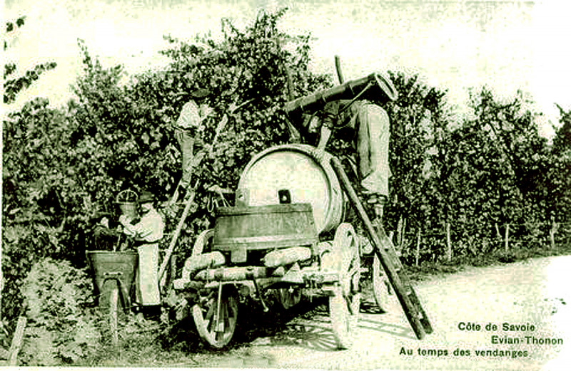 Carte postale ancienne Savoie vendanges à Evian Thonon