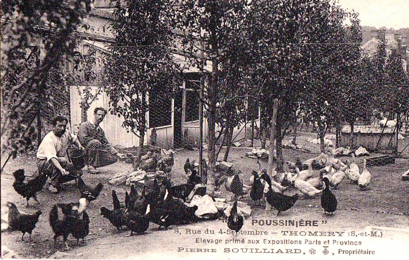 Carte postale ancienne Thomery Elevage de volailles du Gatinais