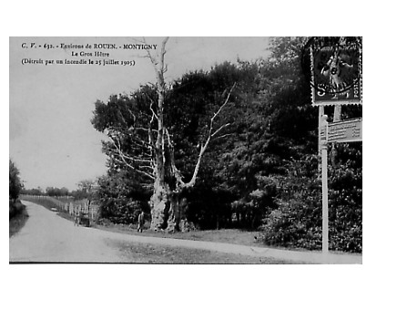 Carte postale ancienne Gros Hetre montigny(76)