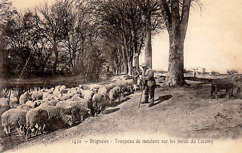 Carte postale ancienne Brignoles troupeau de mouton