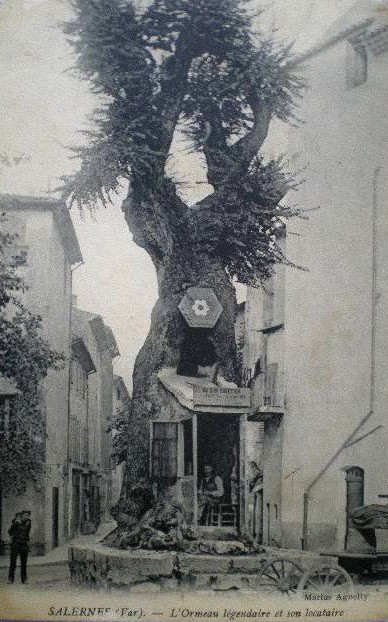 Carte postale ancienne Fichier-Orme de Salernes en 1909