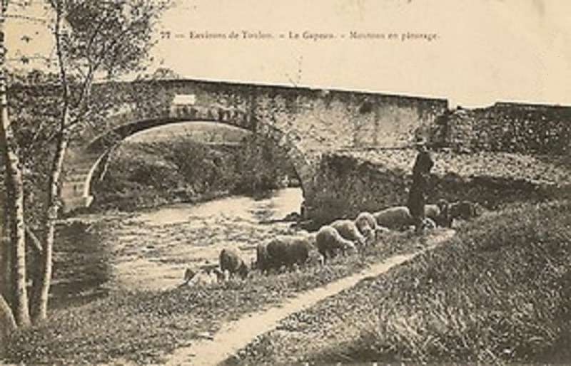 Carte postale ancienne Moutons pâturant sur les rives du Gapeau Var