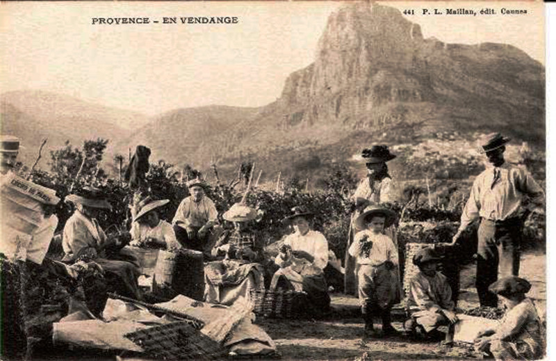 Carte postale ancienne Provence Vendanges