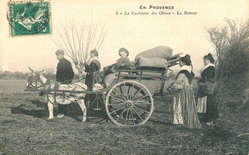 Carte postale ancienne Olivade en Comtat Venaissin Le retour