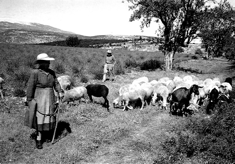 Carte postale ancienne Troupeau dans les monts de Vaucluse