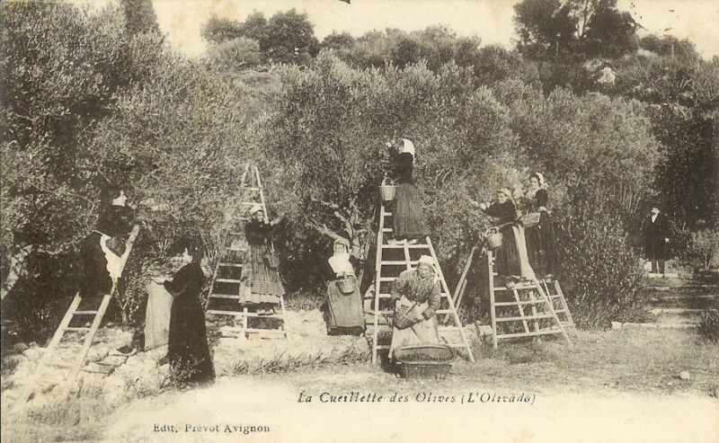 Carte postale ancienne Vaucluse cueillette des olives