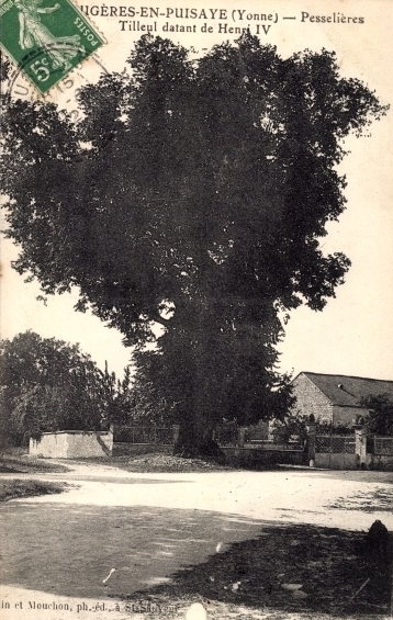 Carte postale ancienne Tilleul de Pesselières à Sougères-en-Puisaye