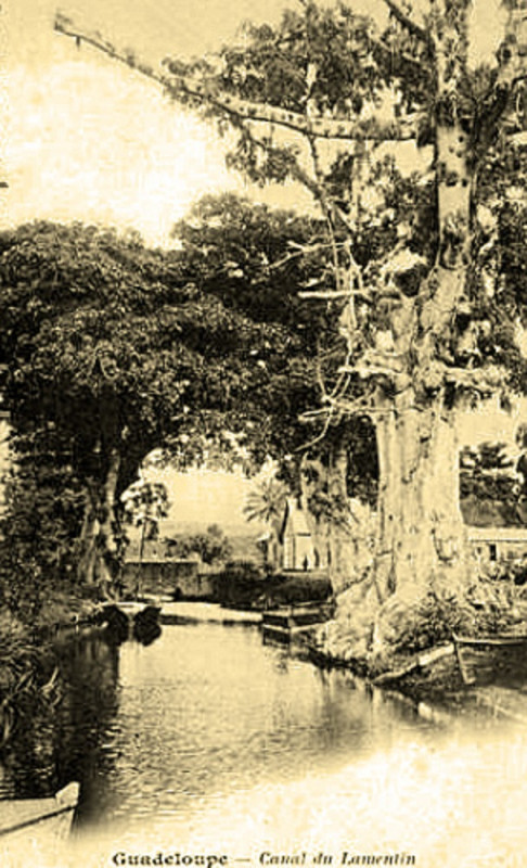 Carte postale ancienne Guadeloupe Canal du Lamentin