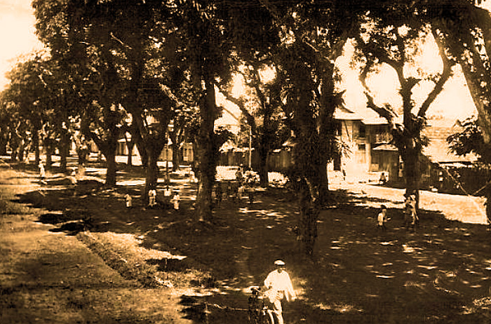 Carte postale ancienne Cayenne le boulevard Jubelin et ses manguiers