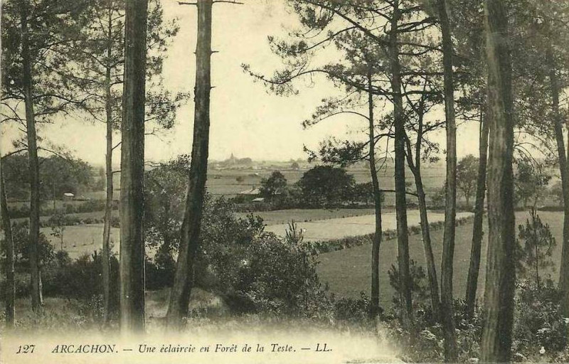 Carte postale ancienne Arcachon - forêt de La Teste