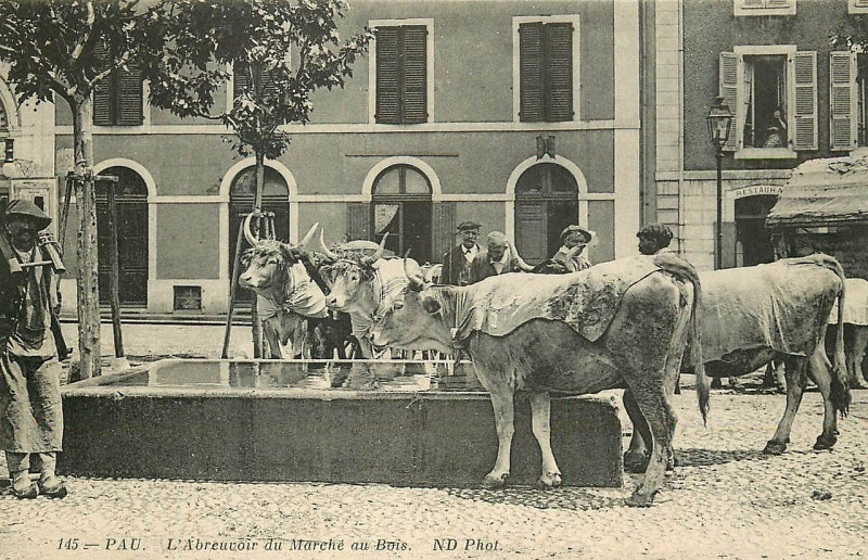 Carte postale ancienne Boeufs à l'abreuvoir