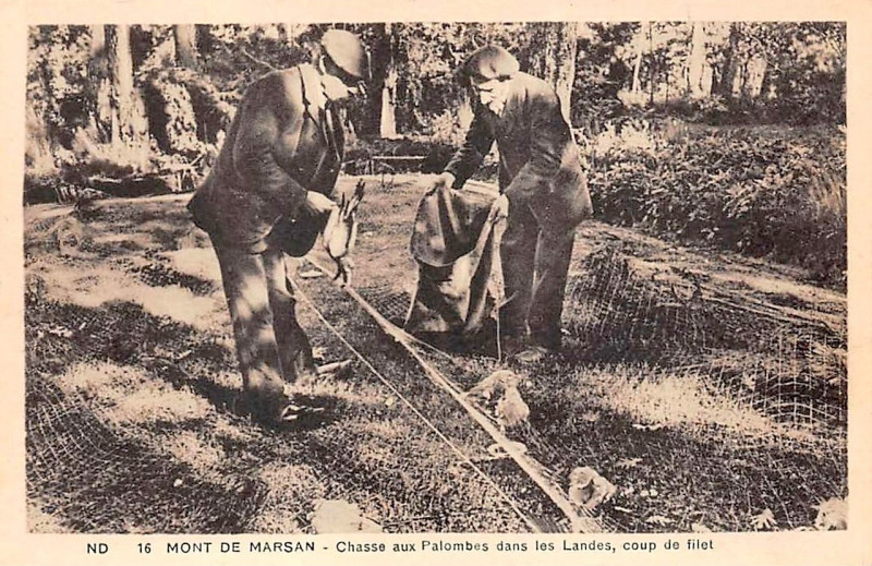 Carte postale ancienne Landes - Chasse aux Palombes