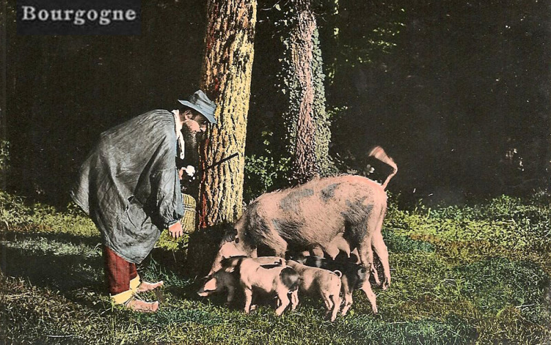 Carte postale ancienne Bourgogne caveur de truffes et ses cochons