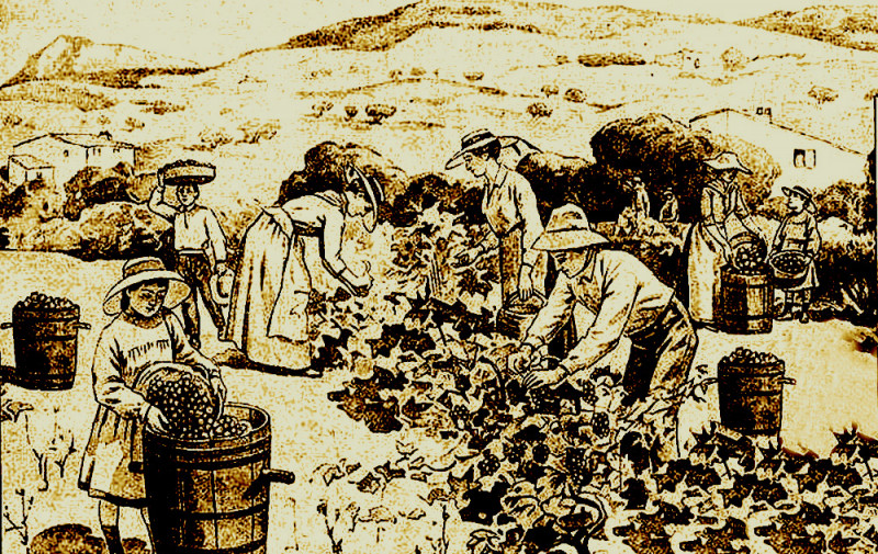 Carte postale ancienne Vendanges en Provence