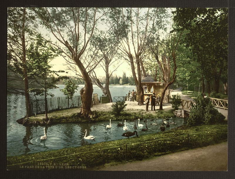 Carte postale ancienne The swans in the park Tête d'Ór, Lyons, France-LCCN2001698427 à Lyon