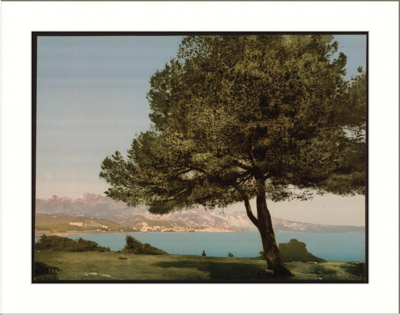 Carte postale ancienne General view Cap Martin Mentone Riviera
