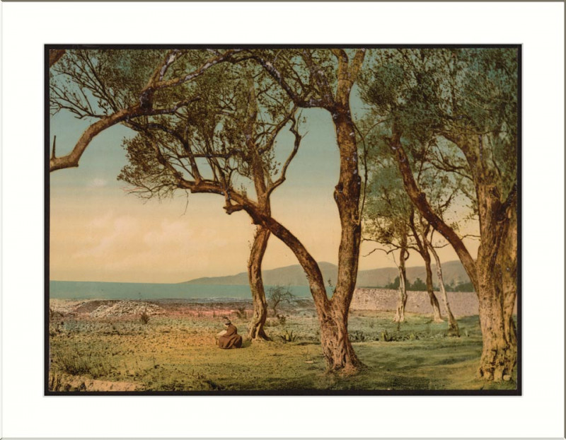 Carte postale ancienne Olive trees Mentone Riviera