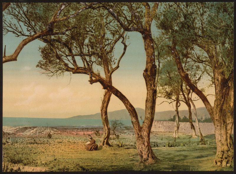 Carte postale ancienne Olive trees, Mentone, Riviera-LCCN2001699306