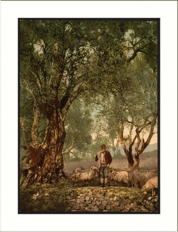 Carte postale ancienne Shephard with flock in olive grove Mentone Riveria